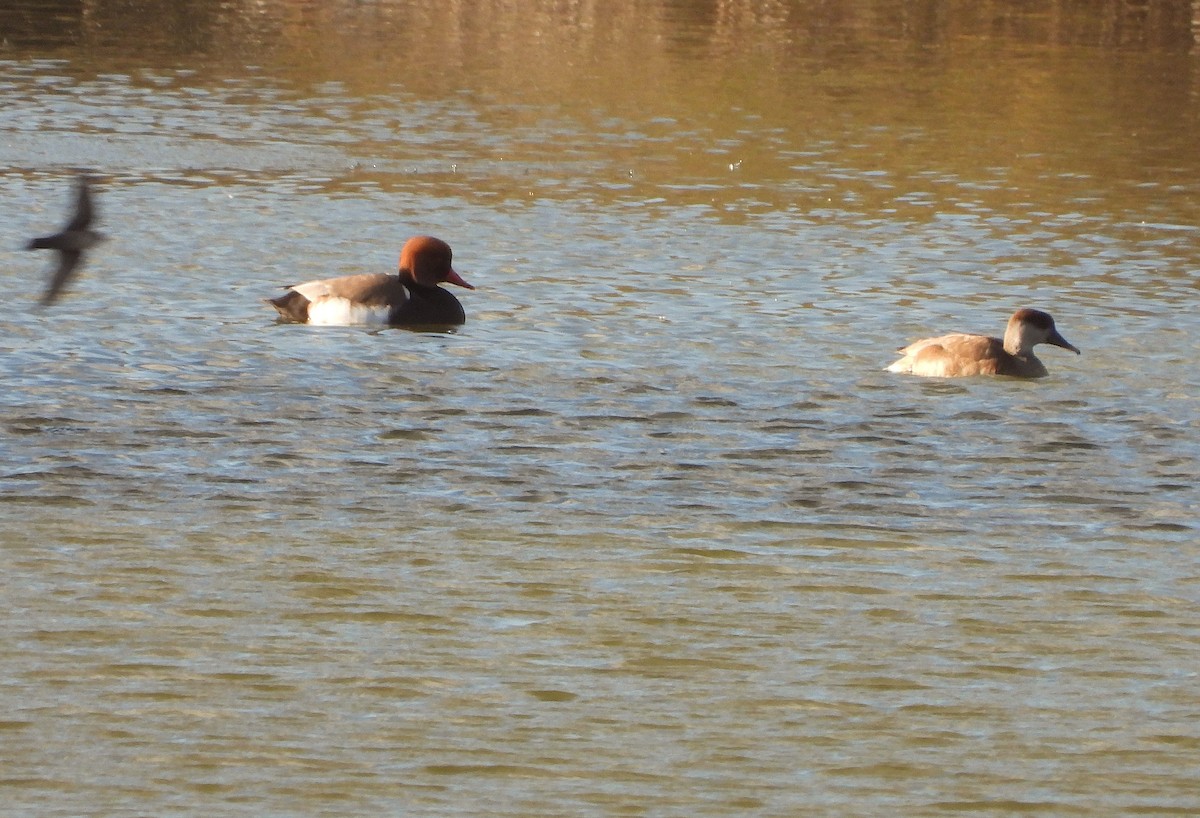 Red-crested Pochard - ML646522956