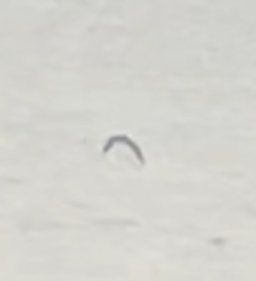 Great Shearwater - ML646522957