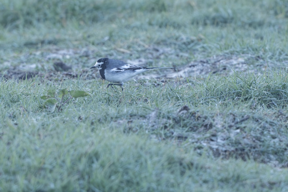 White Wagtail - ML646522959