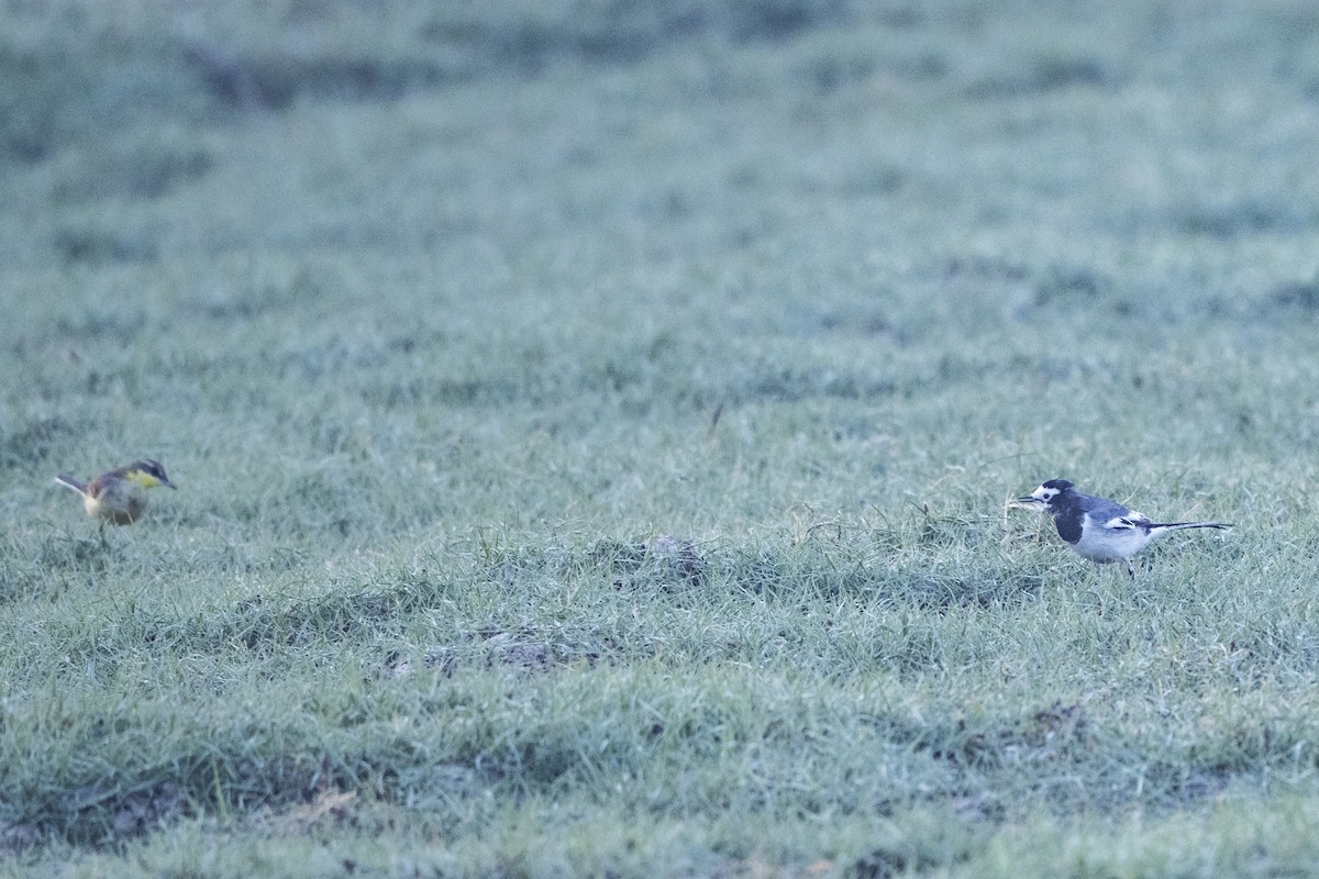 White Wagtail - ML646522960