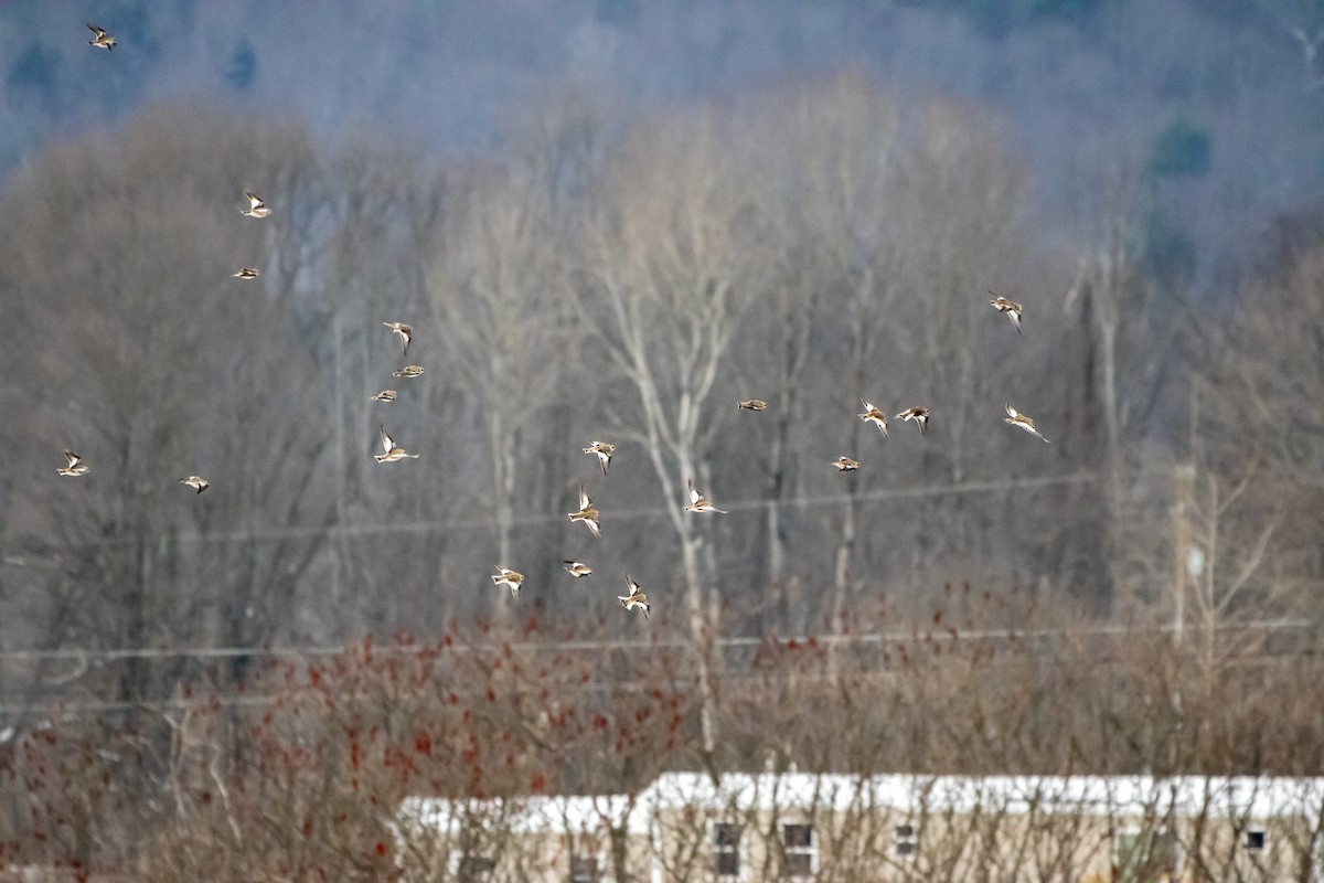 Snow Bunting - ML646522961
