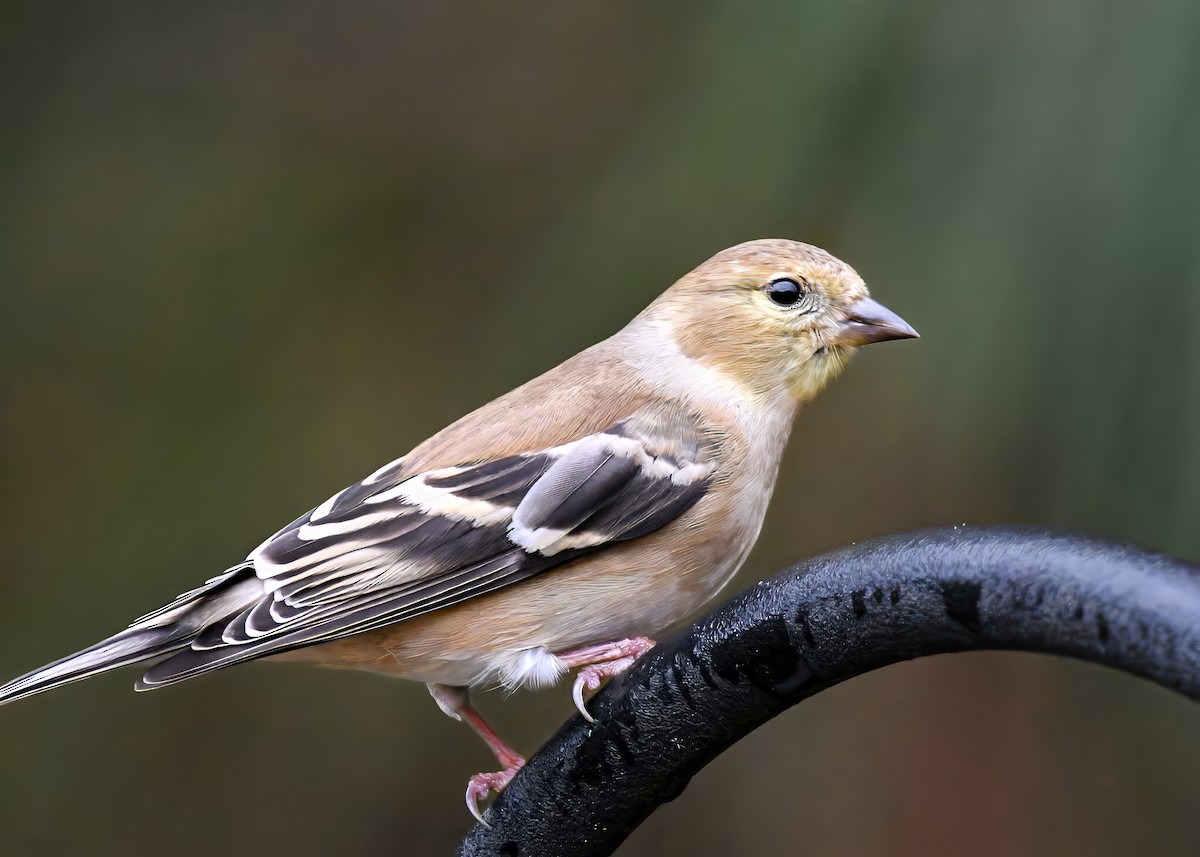 American Goldfinch - ML646522962