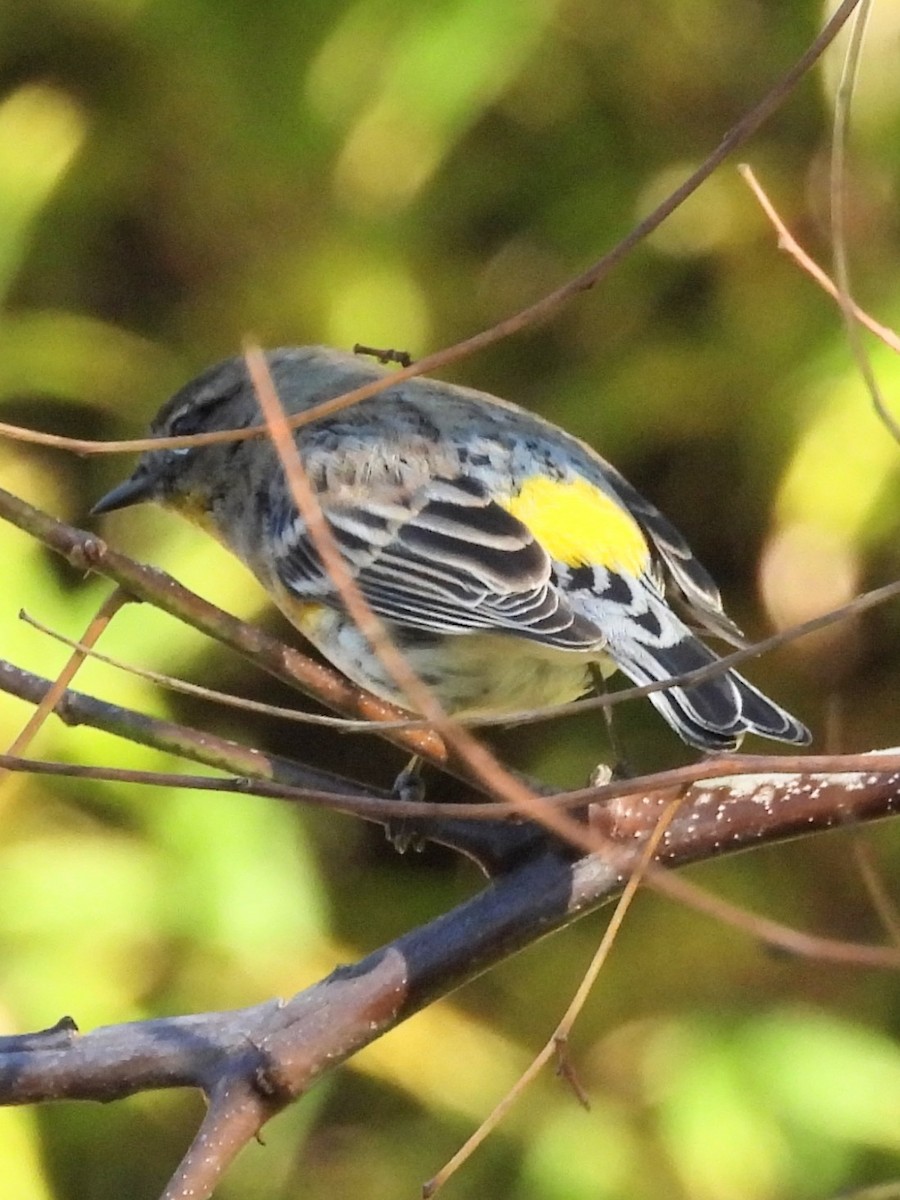 Yellow-rumped Warbler - ML646522963