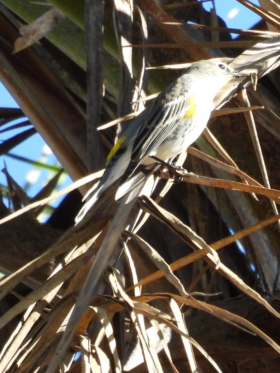 Yellow-rumped Warbler - ML646522964