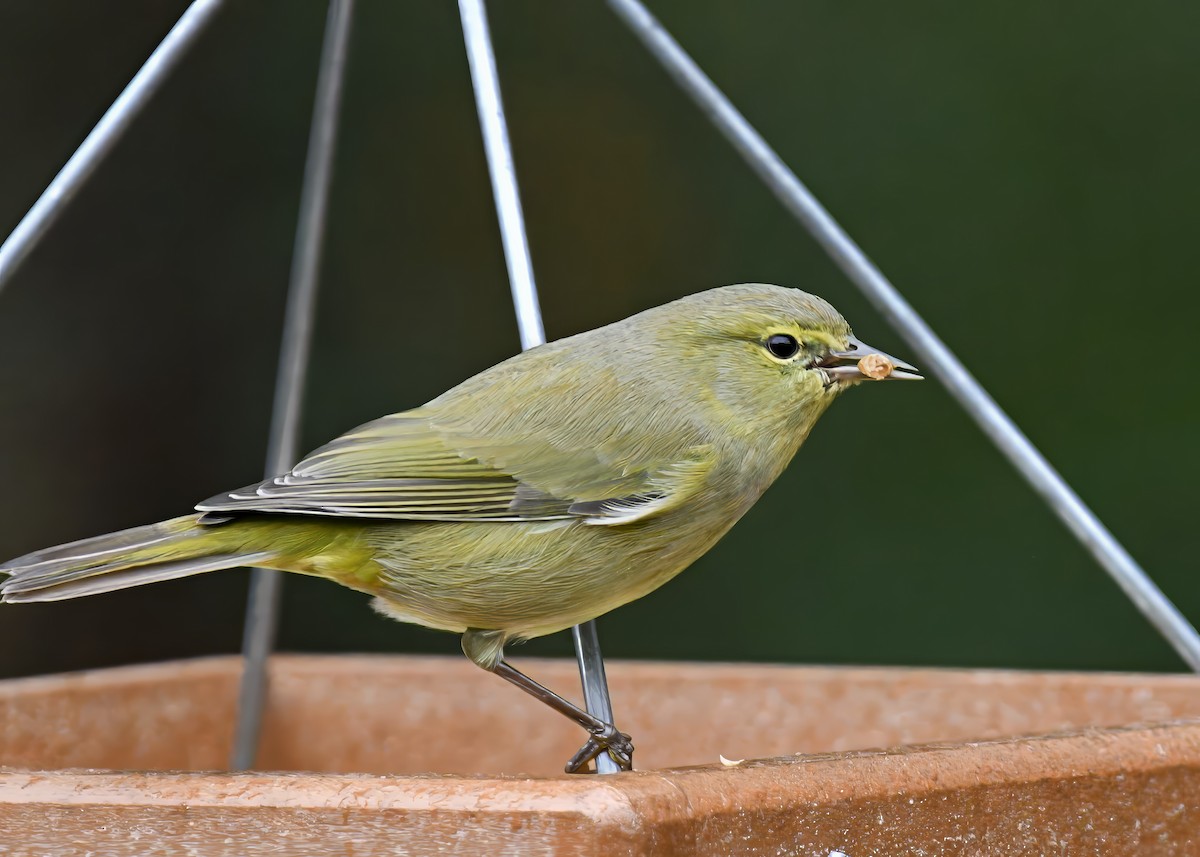 Orange-crowned Warbler - ML646522969