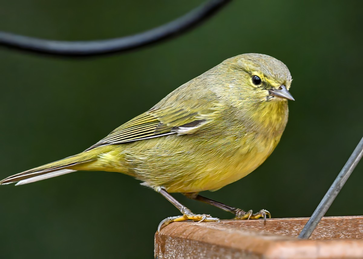 Orange-crowned Warbler - ML646522970
