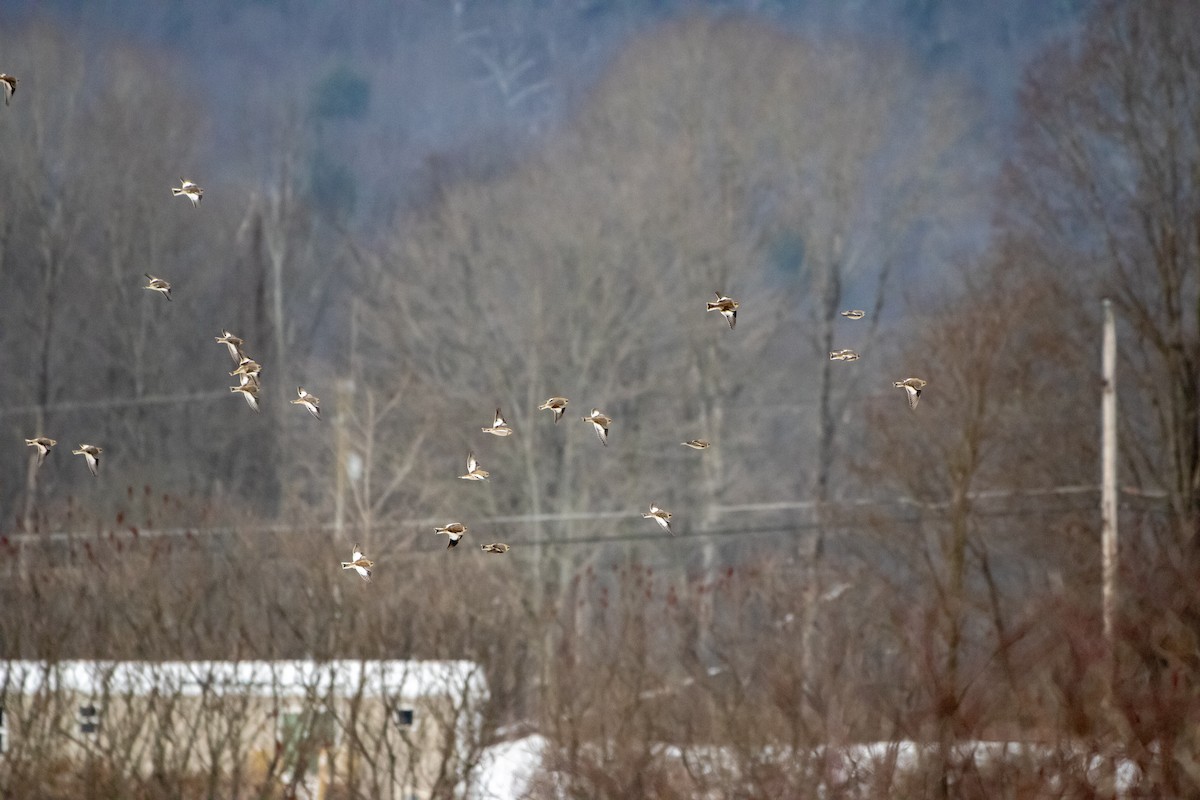 Snow Bunting - ML646522971