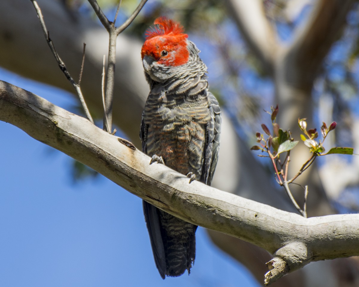 Gang-gang Cockatoo - ML646522973