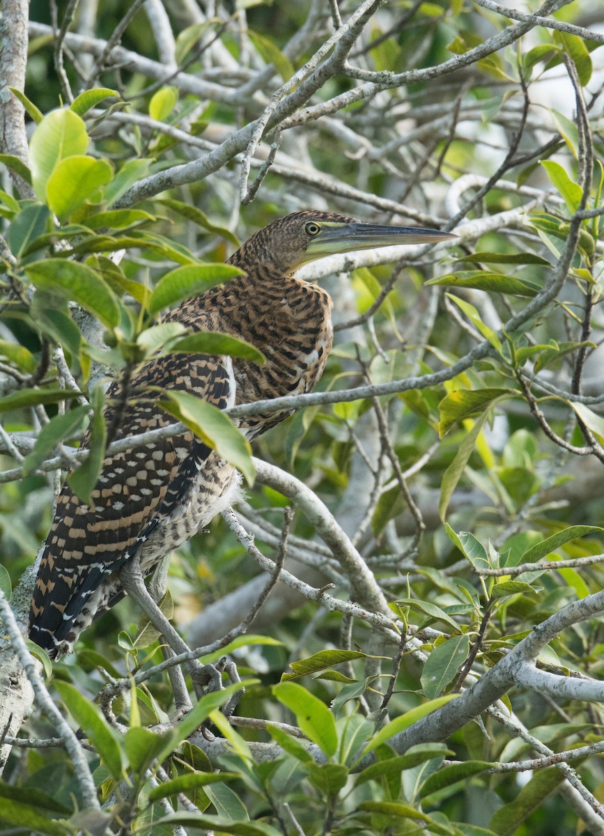 Bare-throated Tiger-Heron - ML646522974
