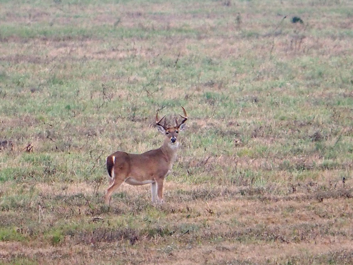 White-tailed Deer - ML646522975