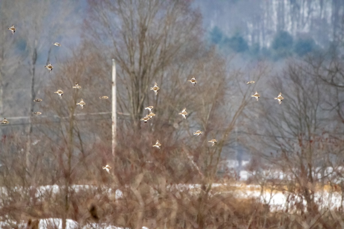 Snow Bunting - ML646522977