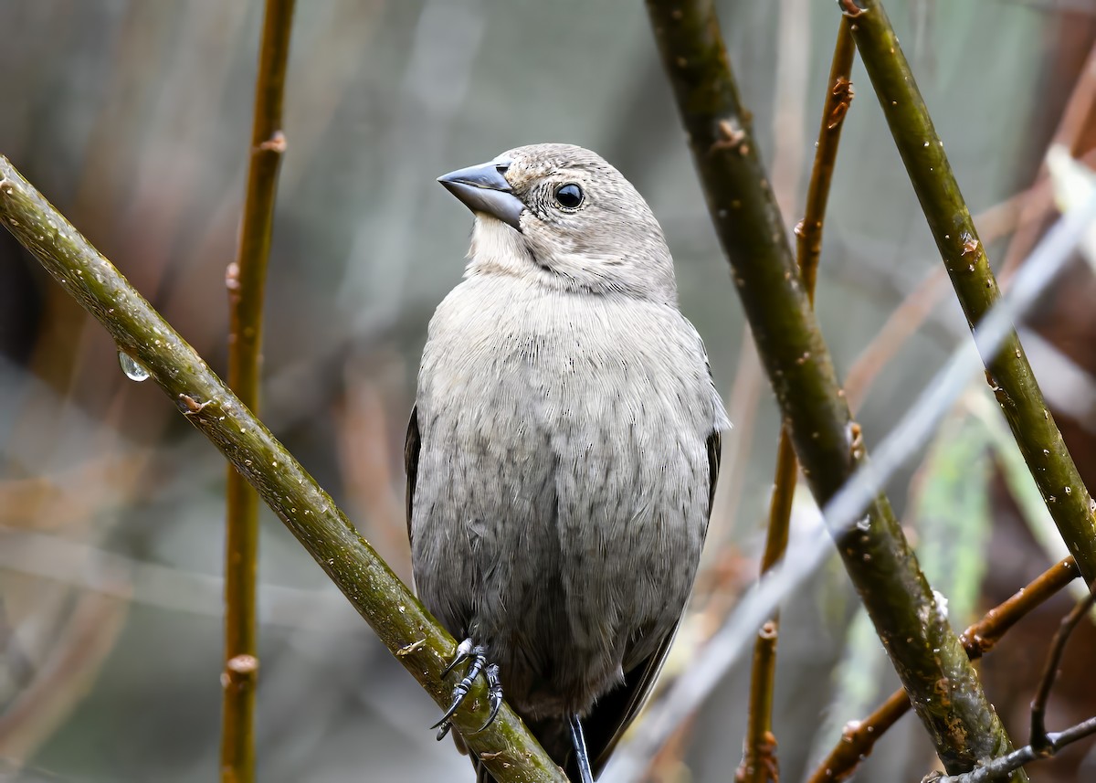 Brown-headed Cowbird - ML646522978