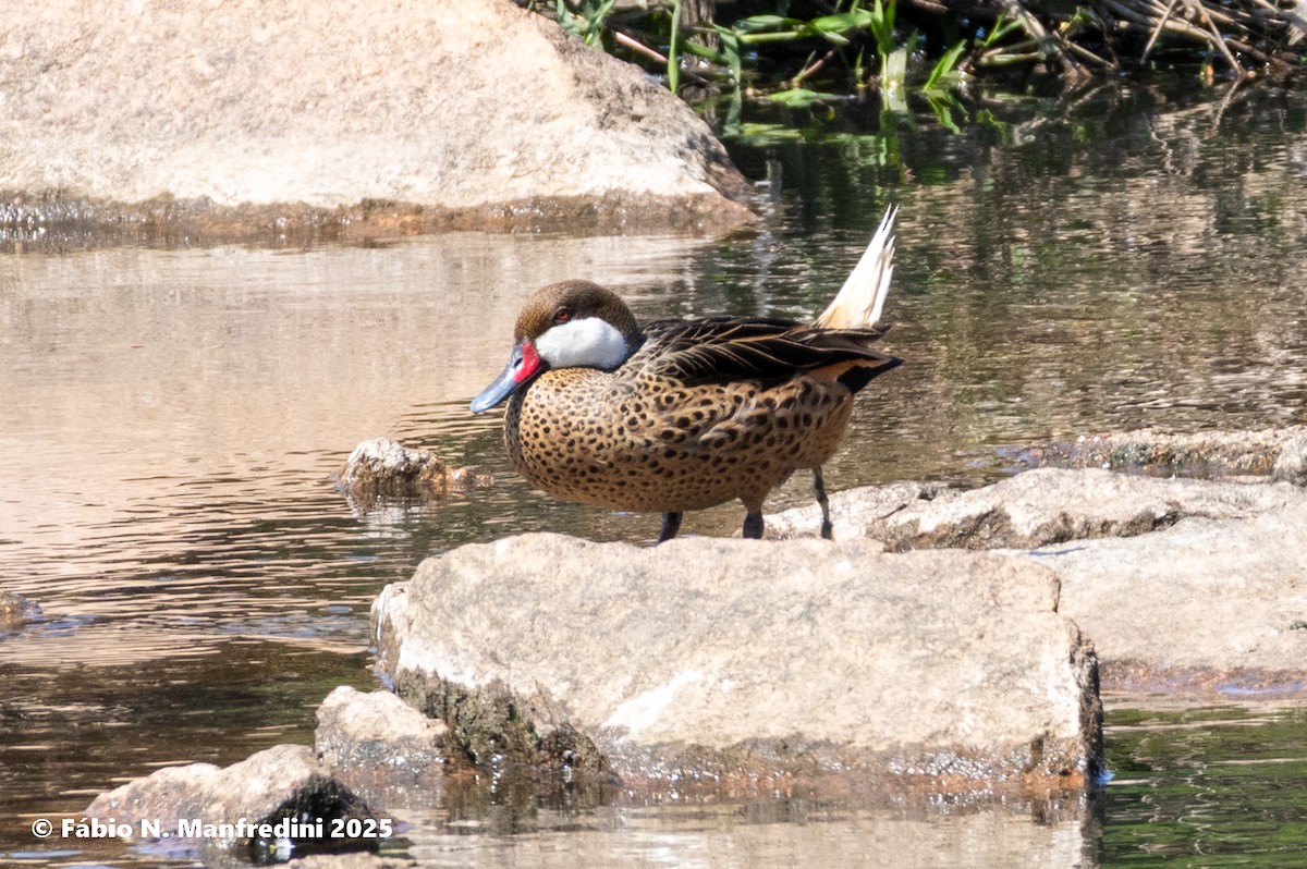 White-cheeked Pintail - ML646522979