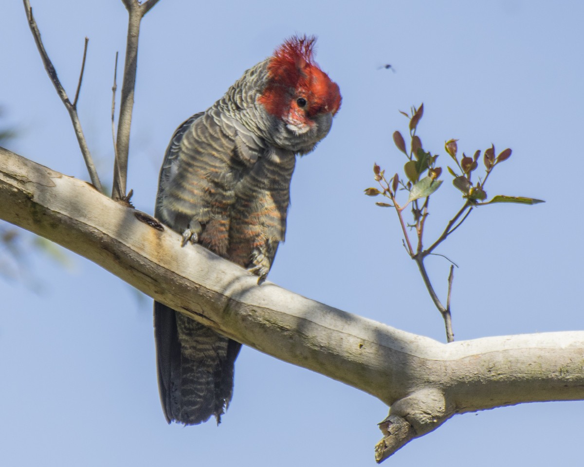 Gang-gang Cockatoo - ML646522980