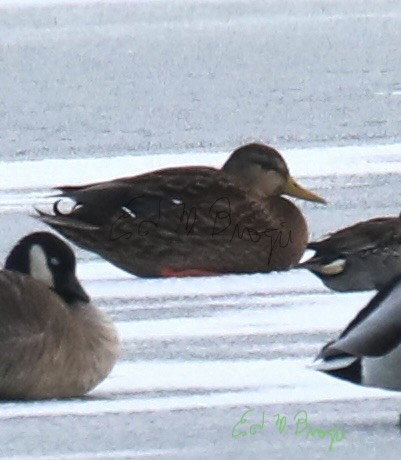 Mexican Duck - ML646522982