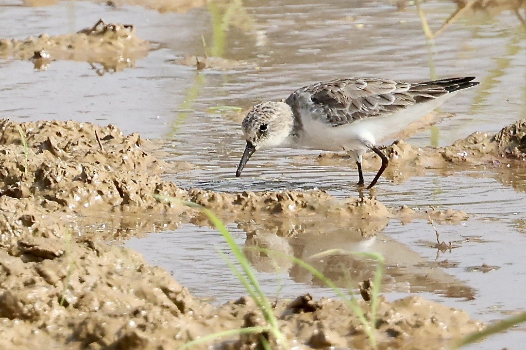 Little Stint - ML646522983