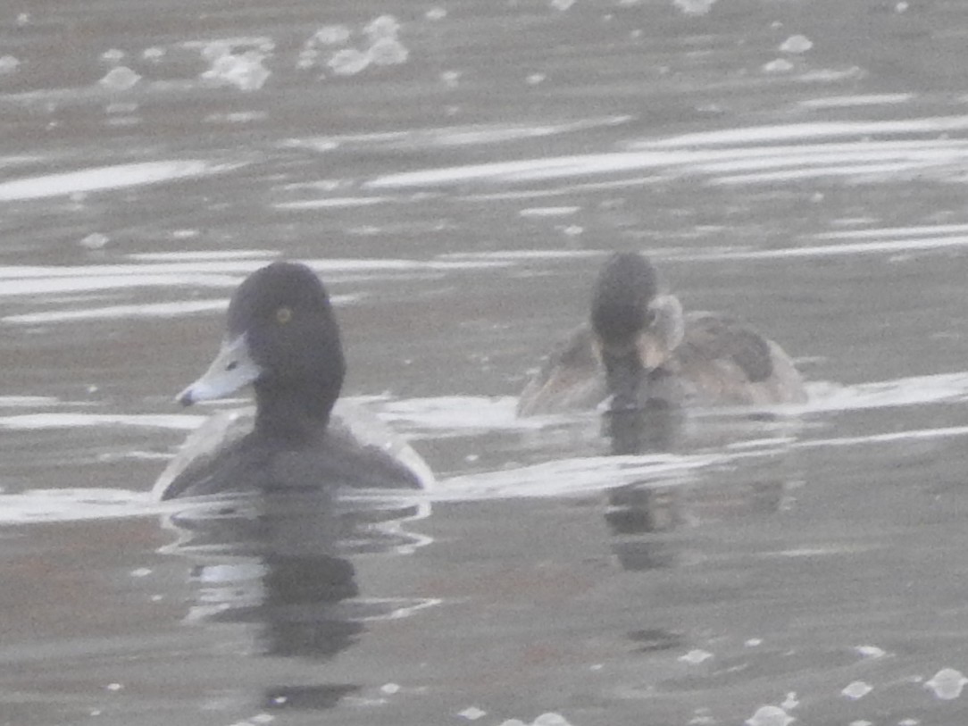 Lesser Scaup - ML646522984