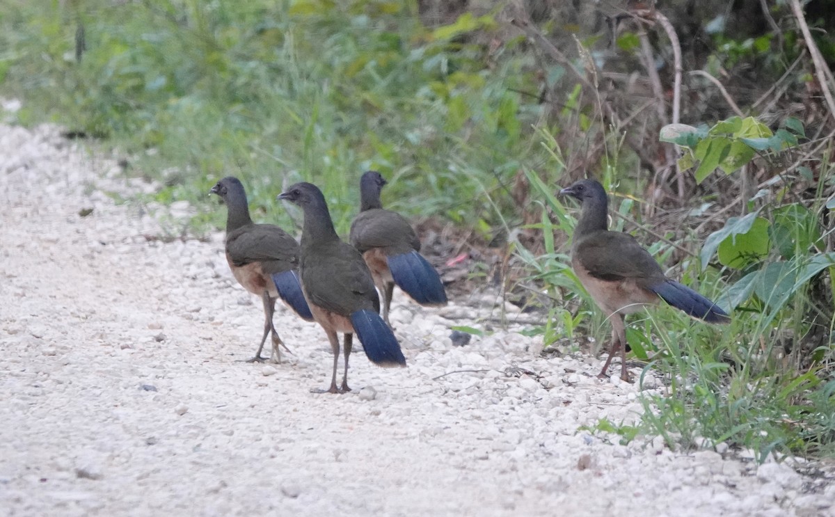 Plain Chachalaca - ML646522985