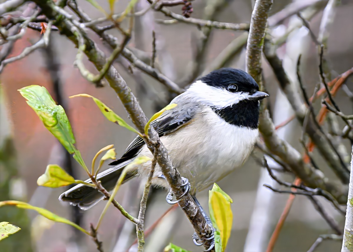 Carolina Chickadee - ML646522986
