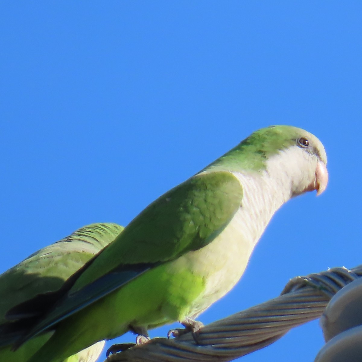 Калита сіроволий - ML646522987