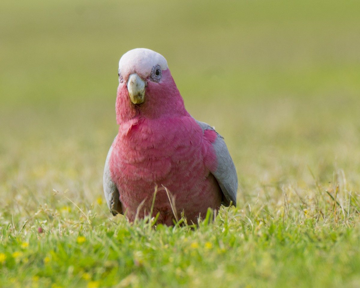 Розовый какаду - ML646522989