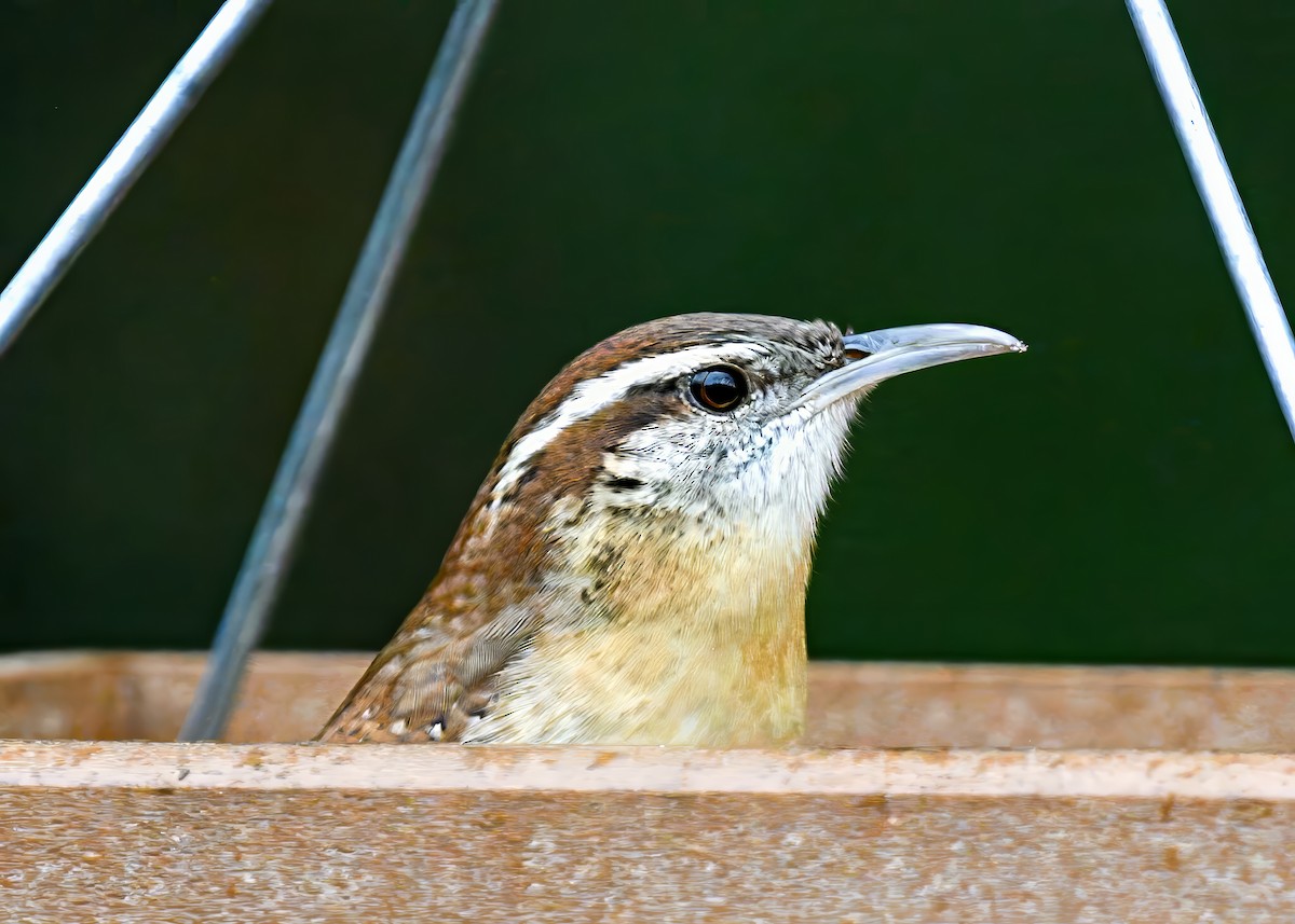 Carolina Wren - ML646522990
