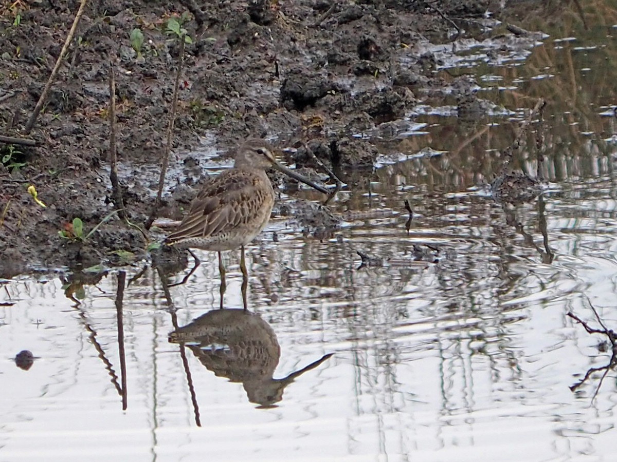 Хараалжин цууцил - ML646522992