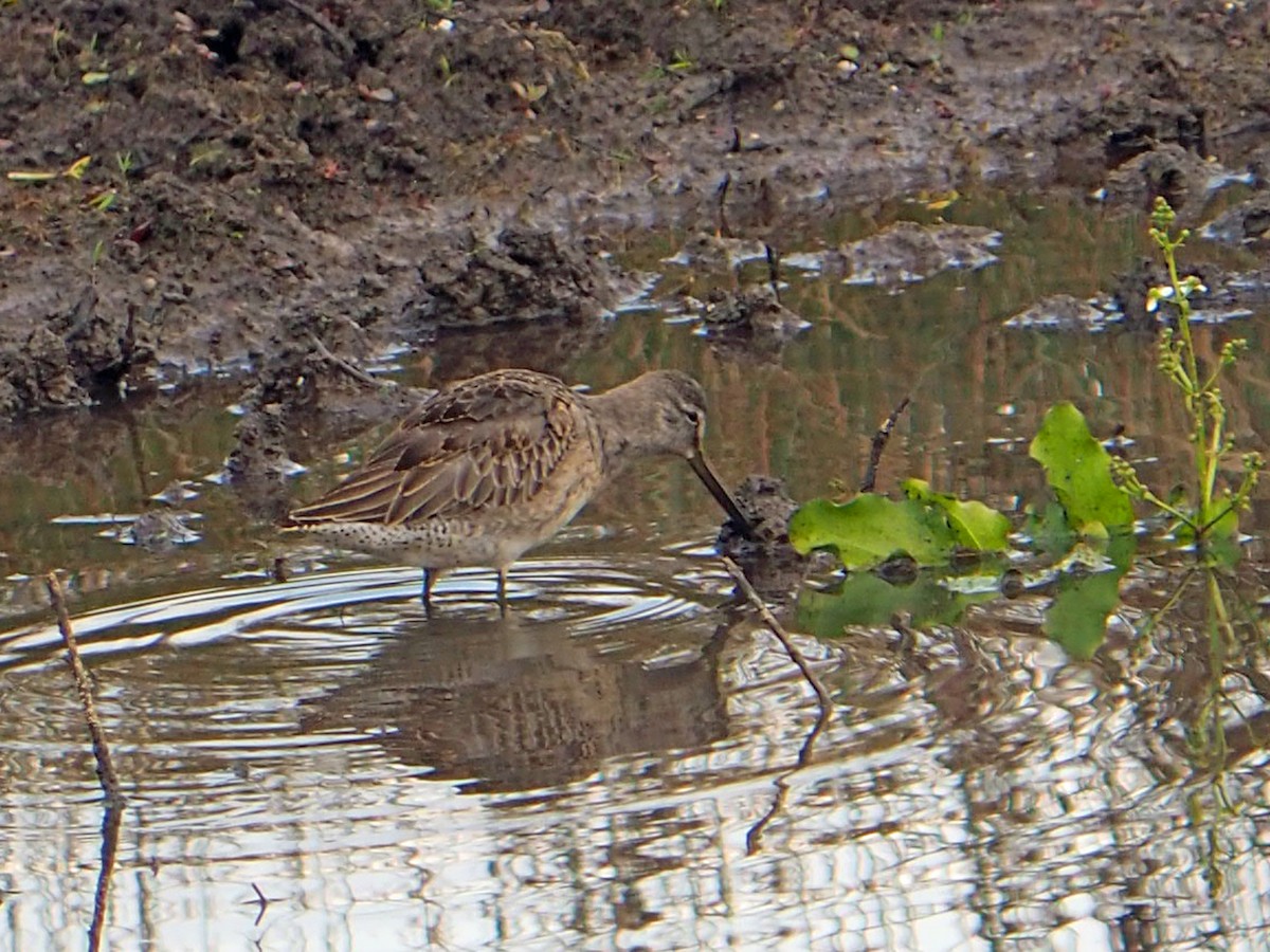 Хараалжин цууцил - ML646522993