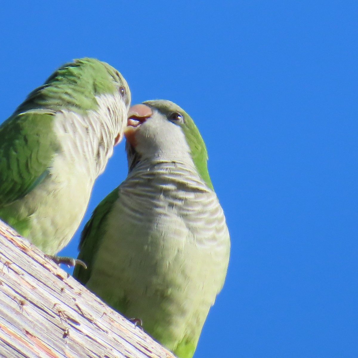 Калита сіроволий - ML646522994