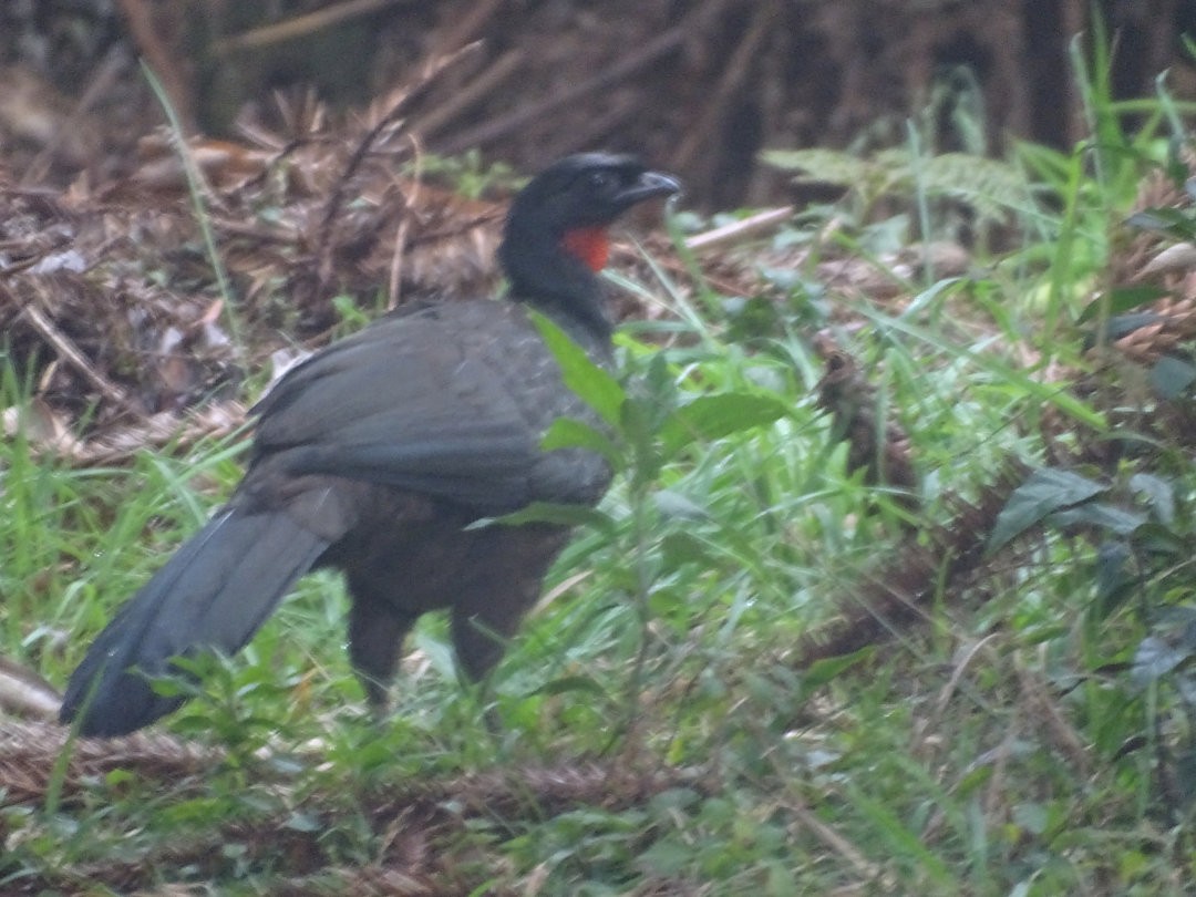 Pava Oscura - ML646522995