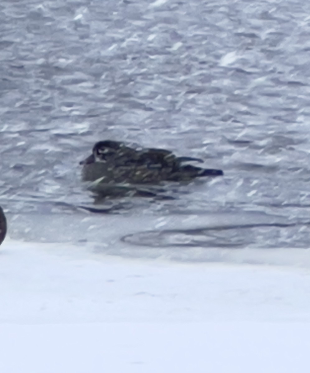 Wood Duck - ML646522998