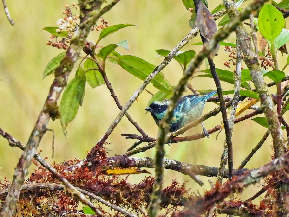 Silberfleckentangare - ML646523000