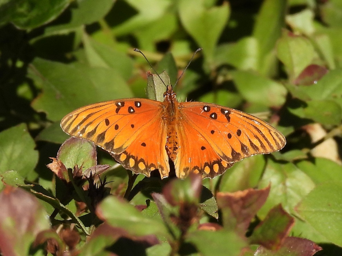 Animals - ML646523003