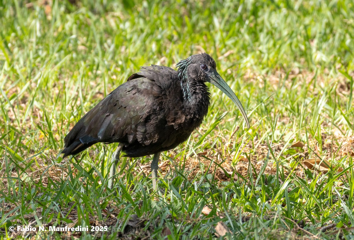 Green Ibis - ML646523004