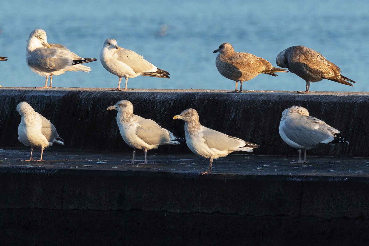 Gaviota Argéntea Americana - ML646523005