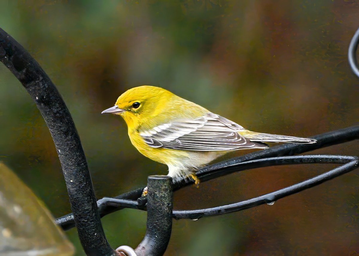 Pine Warbler - ML646523006