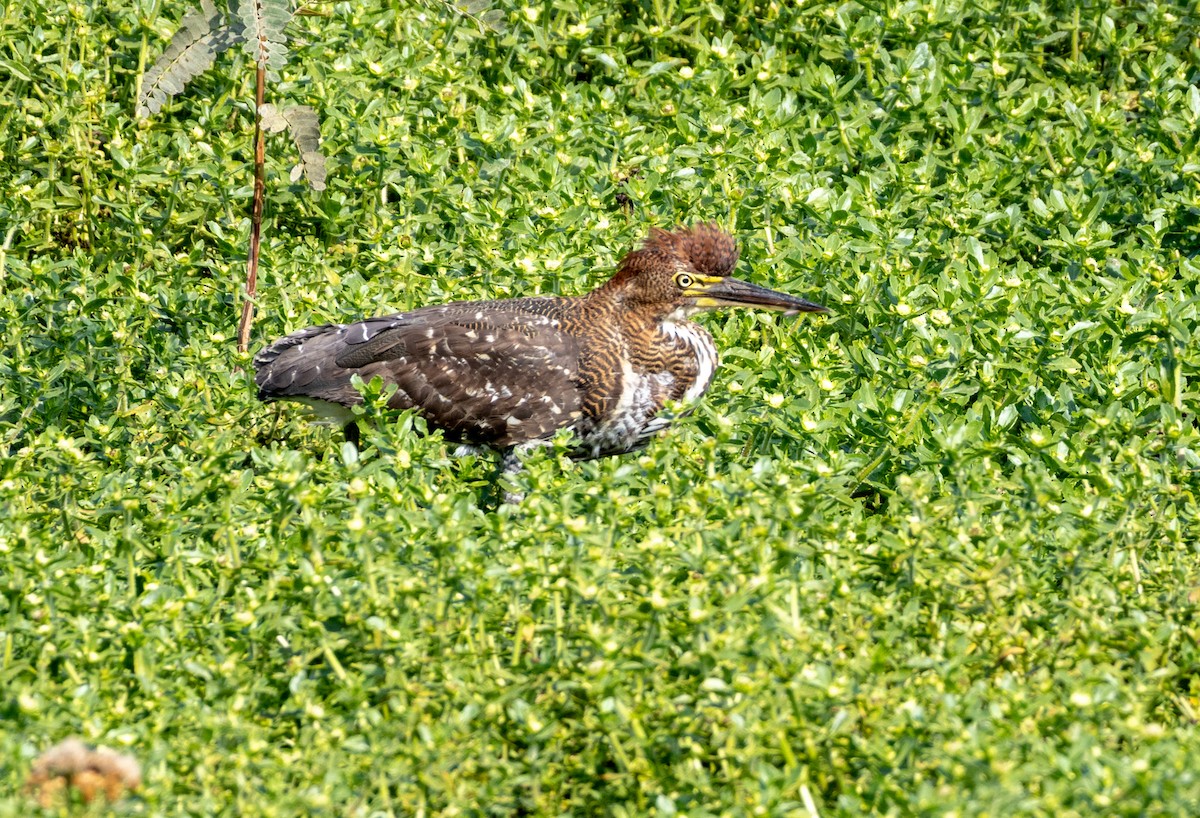 Rufescent Tiger-Heron - ML646523008