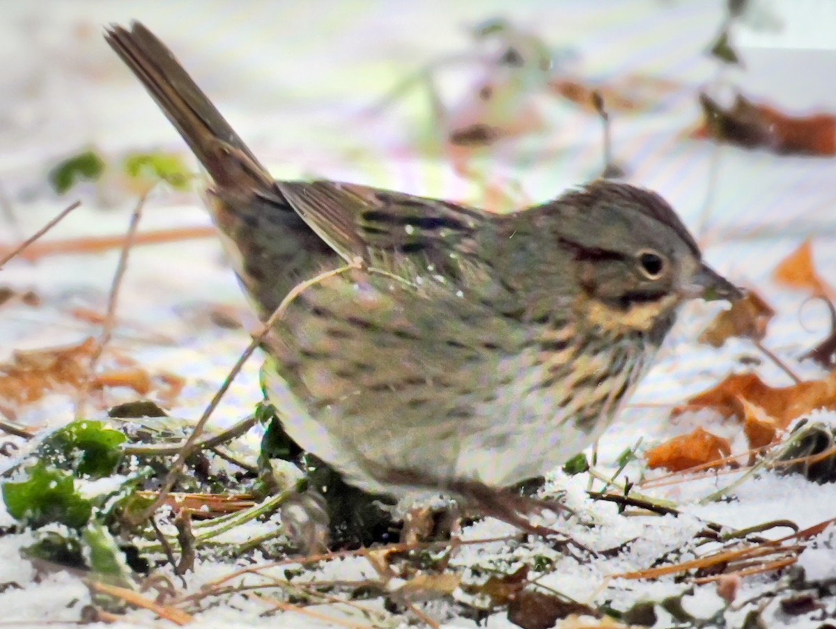 strnadec pruhohlavý - ML646523010