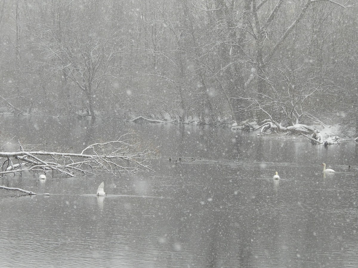 Mute Swan - ML646523011