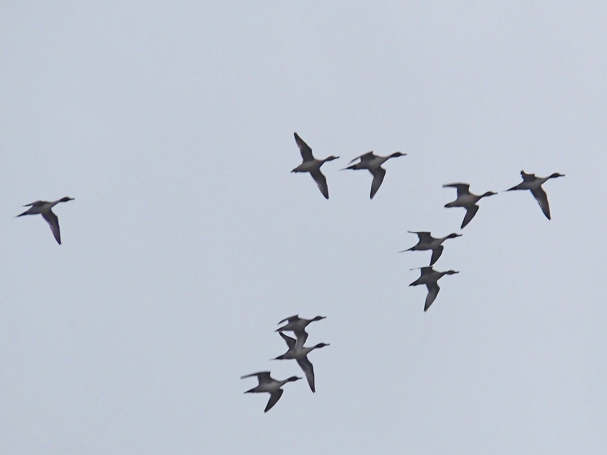 Шовтгор алаг нугас - ML646523012