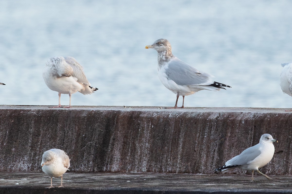 Gaviota Argéntea Americana - ML646523013