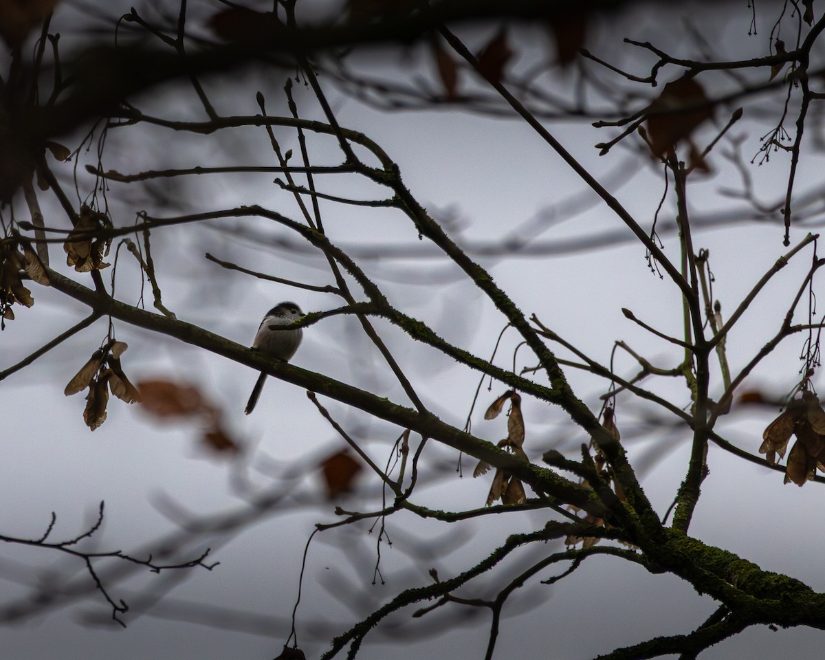 Uzun Kuyruklu Baştankara - ML646523017