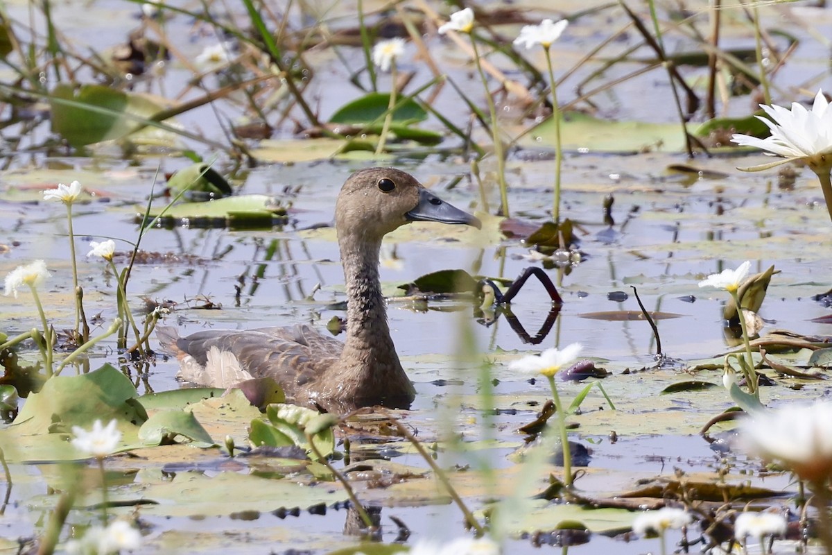 Lesser Whistling-Duck - ML646523025