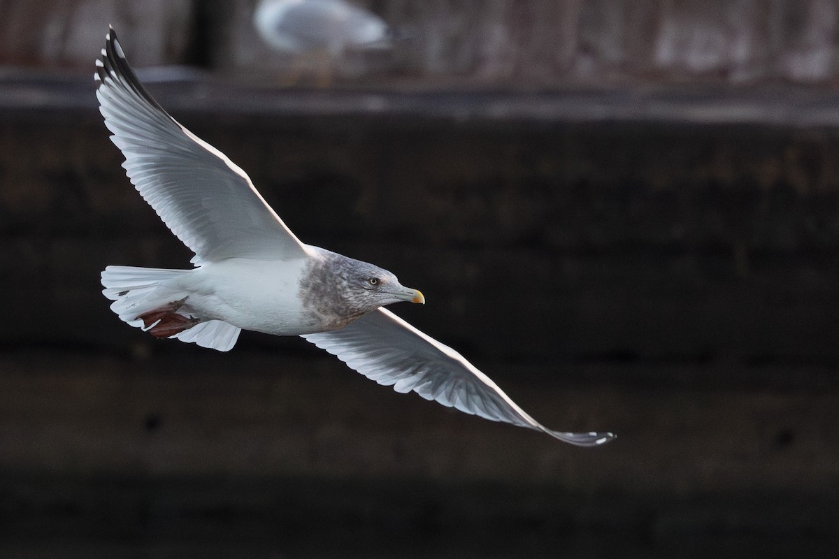 Gaviota Argéntea Americana - ML646523026