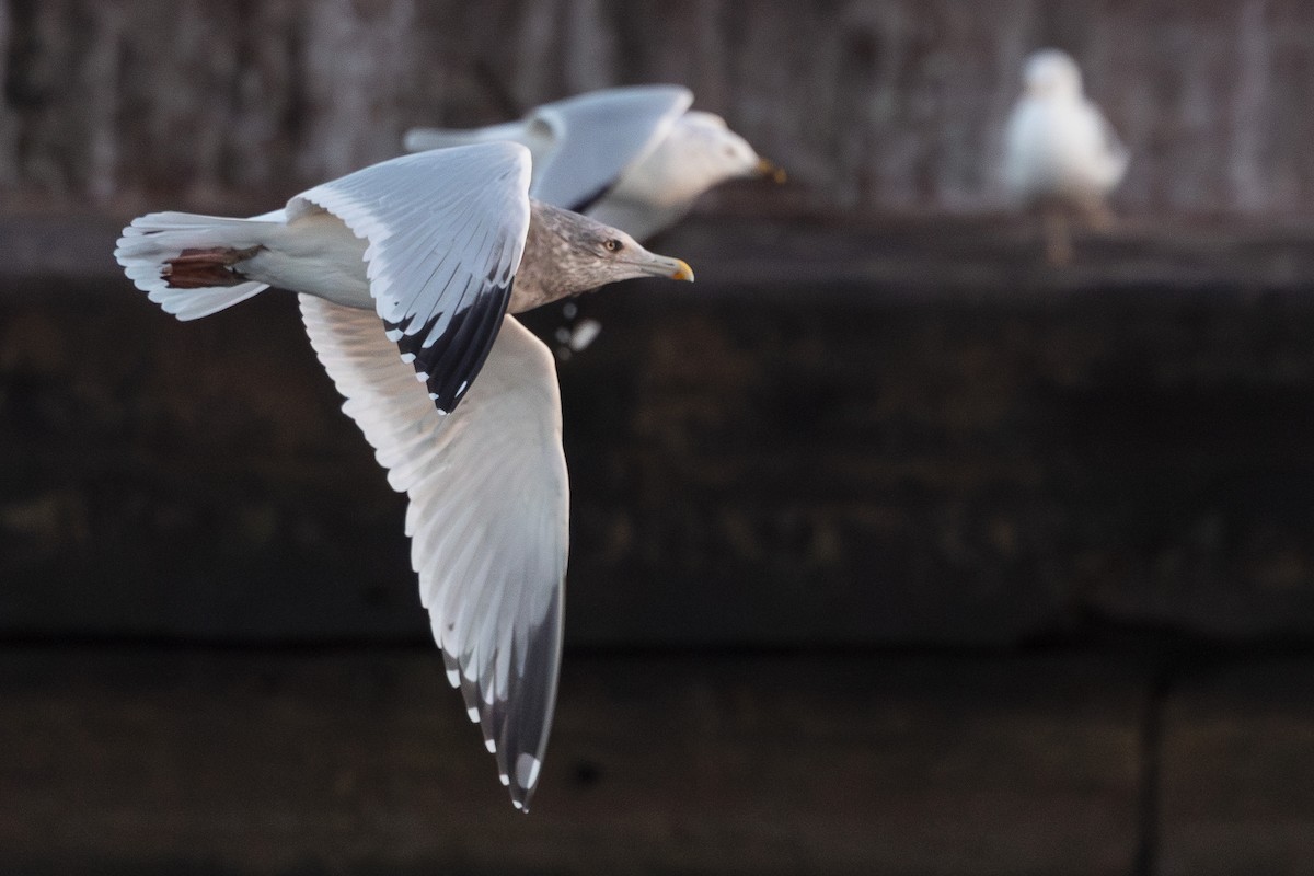 Gaviota Argéntea Americana - ML646523028