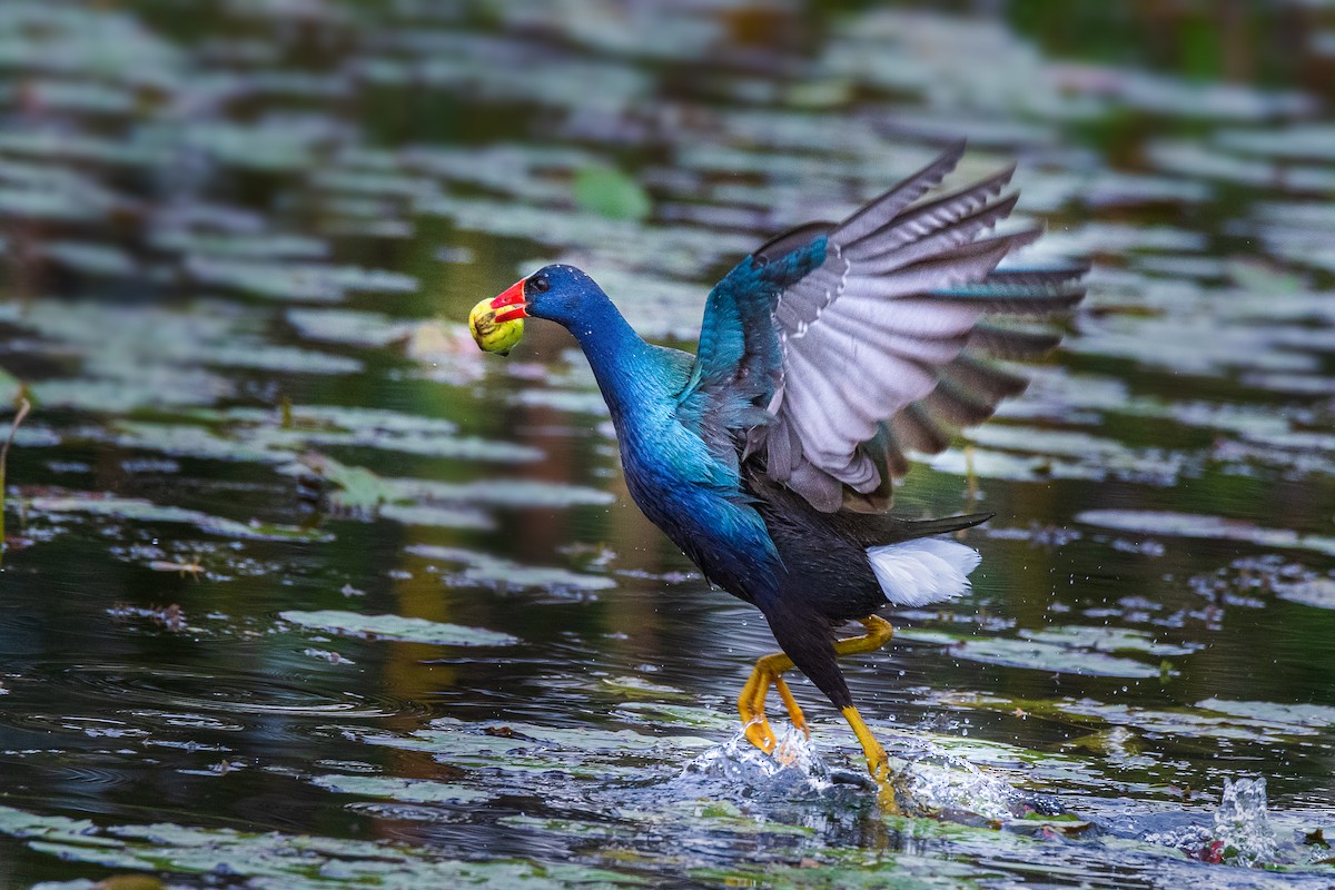 アメリカムラサキバン - ML646523030