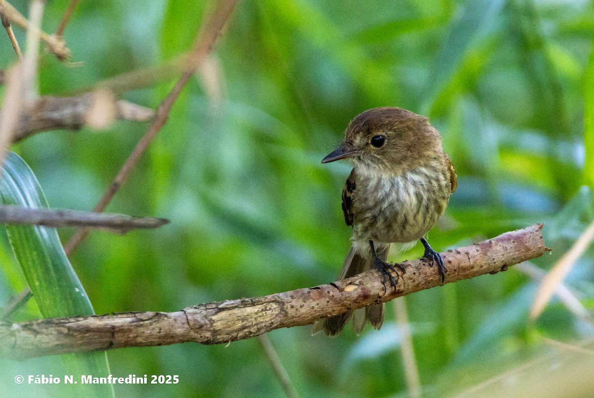Bran-colored Flycatcher - ML646523031