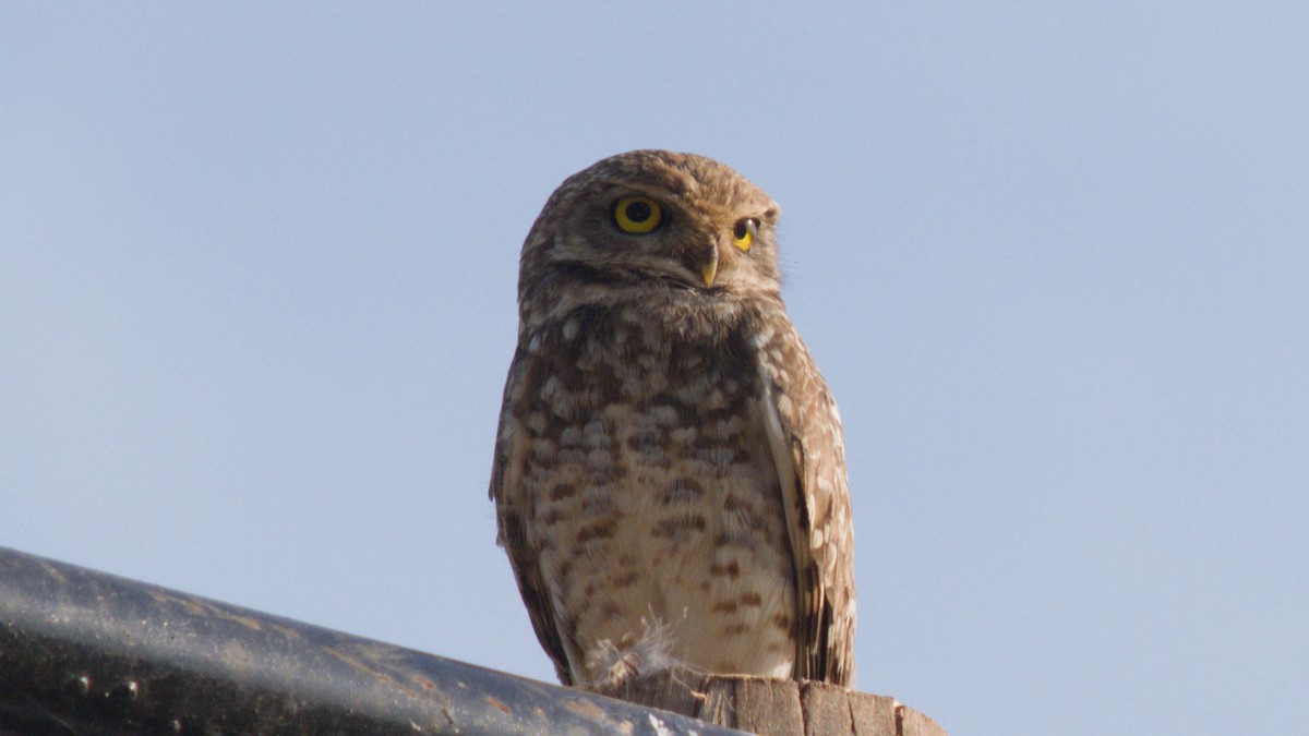 Сич американський - ML646523043