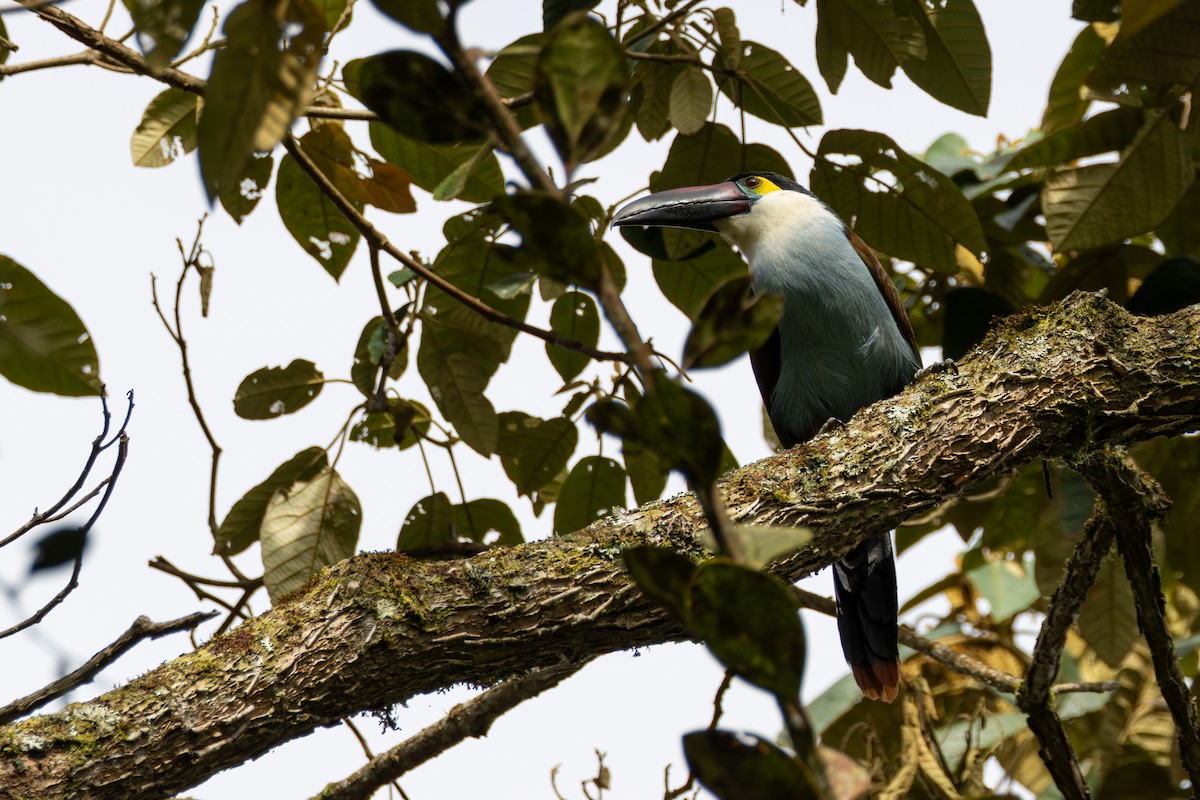 Black-billed Mountain-Toucan - ML646523046