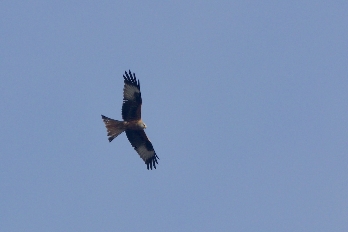 Red Kite (Red) - ML646523047